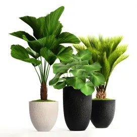 Plants